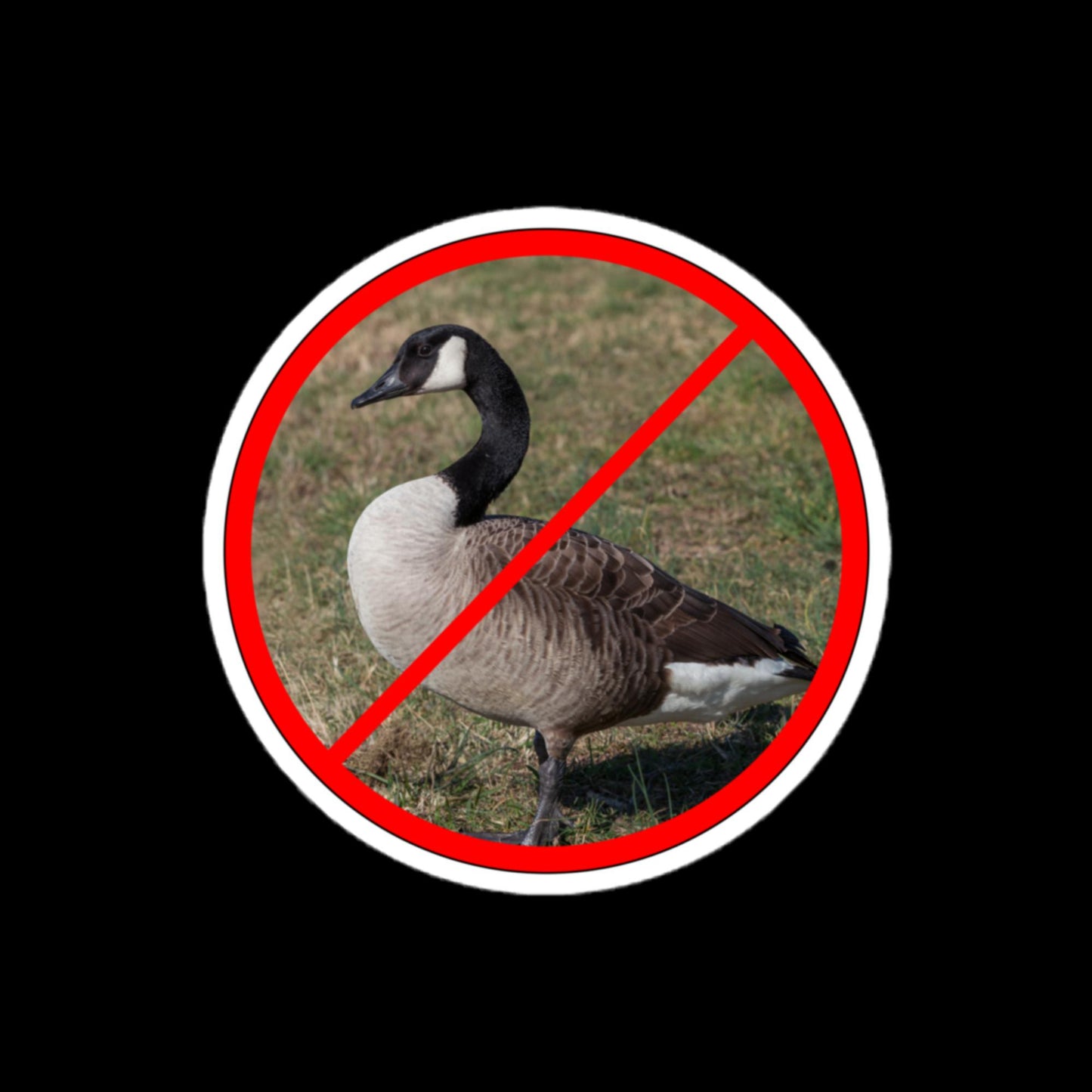 No Geese Allowed Stickers